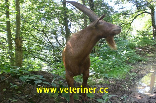 Abaza Keçisi - www.veteriner.cc
