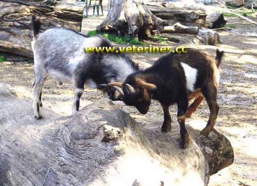 Afrika Cüce Keçi ırkı ( www.veteriner.cc )