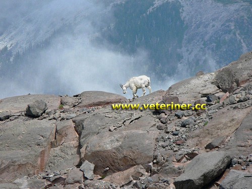 Alaska Dağ Keçi ırkı ( www.veteriner.cc )