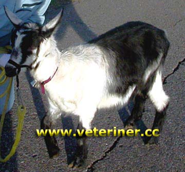 Alpin Keçi ırkı ( www.veteriner.cc)