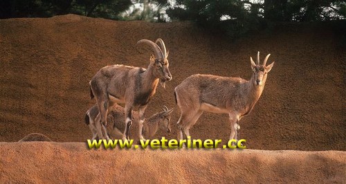 Bezoar Keçi ırkı ( www.veteriner.cc )