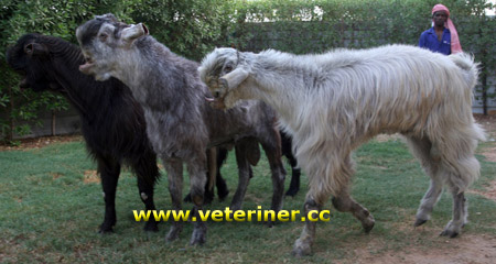Damascene Keçi ırkı ( www.veteriner.cc )