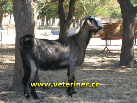 Honamlı Keçi ırkı ( www.veteriner.cc )