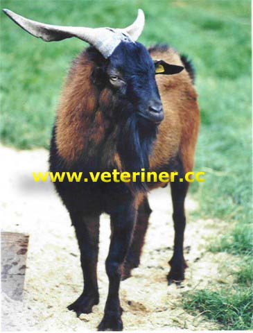 İspanyol Keçisi ( www.veteriner.cc )