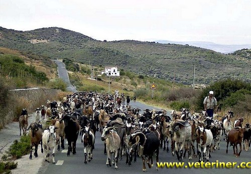 İspanyol Keçisi ( www.veteriner.cc )