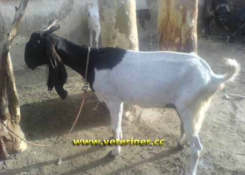 Kamori Keçi ırkı ( www.veteriner.cc )