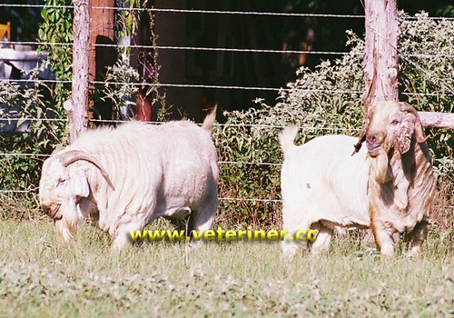 Savannah Keçi ırkı ( www.veteriner.cc )