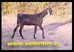 Zalawadi Keçi ırkı ( www.veteriner.cc )