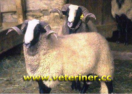 Bizet Koyun ırkı ( www.veteriner.cc )