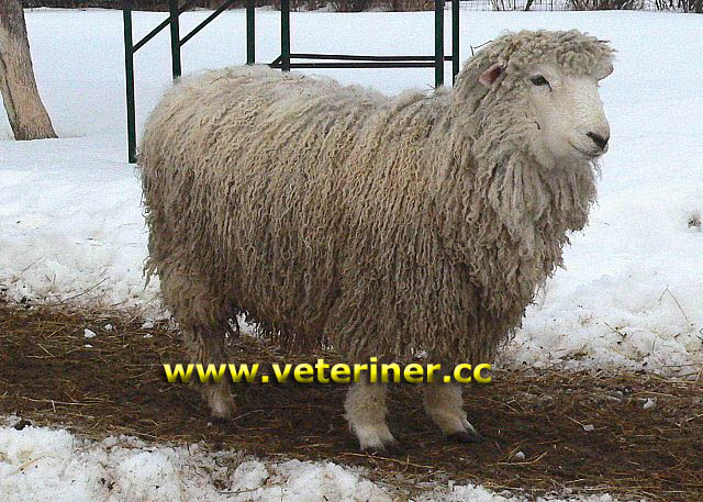 Cotswold Koyun ırkı ( www.veteriner.cc )