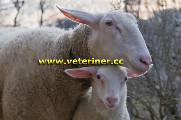 Doğu Friz (Mars) Koyun ırkı ( www.veteriner.cc )