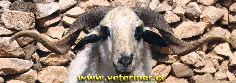Dağlıç Koyunu ( www.veteriner.cc )