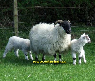 Koyunlarda Gebelik ve kuzulama ( www.veteriner.cc )