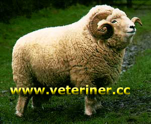 Exmoor Horn Koyun ırkı ( www.veteriner.cc )