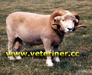 Exmoor Horn Koyun ırkı ( www.veteriner.cc )