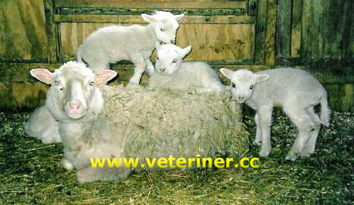 Fin Koyun ırkı ( www.veteriner.cc )