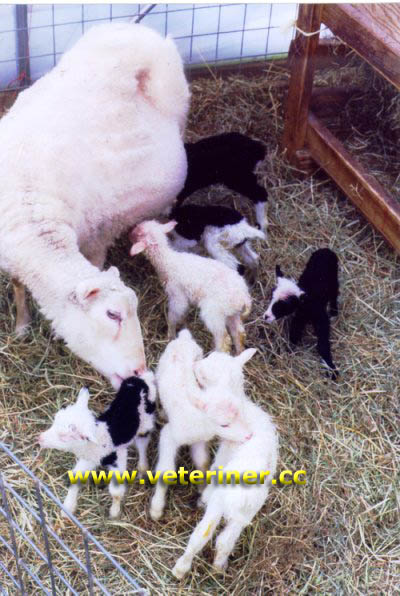 Fin Koyun ırkı ( www.veteriner.cc )
