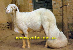Han Koyun ırkı ( www.veteriner.cc )
