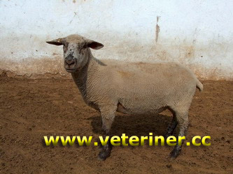 Hasmer Koyun ırkı ( www.veteriner.cc )