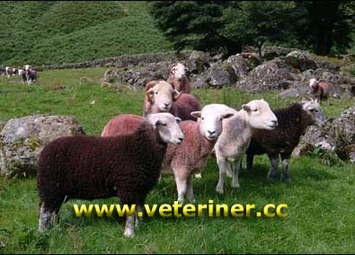Herdwick Koyun ırkı ( www.veteriner.cc )