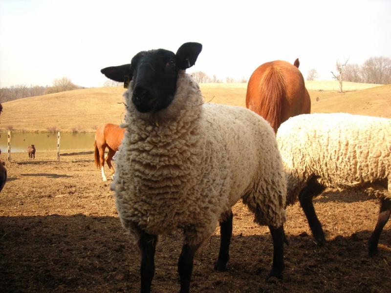 Koyunlarda Damızlık Seçimi ( www.veteriner.cc )