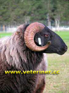 Karagül (Karakul) Koyun ırkı ( www.veteriner.cc )