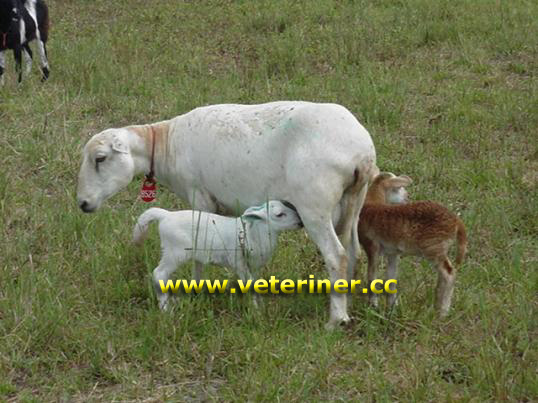 Katahdin Koyun ırkı ( www.veteriner.cc )