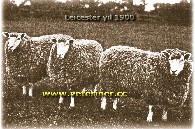 Leicester Koyun ırkı ( www.veteriner.cc )