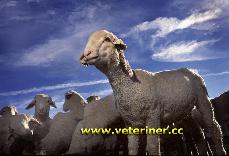 Rambouillet Koyun ırkı ( www.veteriner.cc )