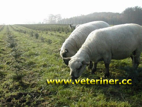 Shropshire Koyun Irkı (www.veteriner.cc)