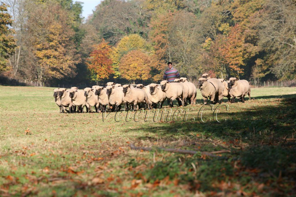 Shropshire Koyun Irkı (www.veteriner.cc)