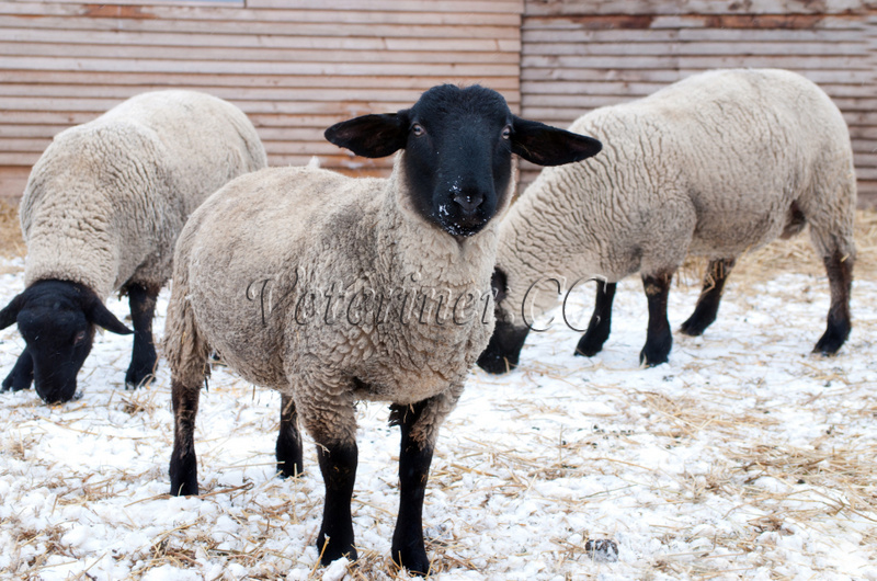 Suffolk Koyun ırkı ( www.veteriner.cc )