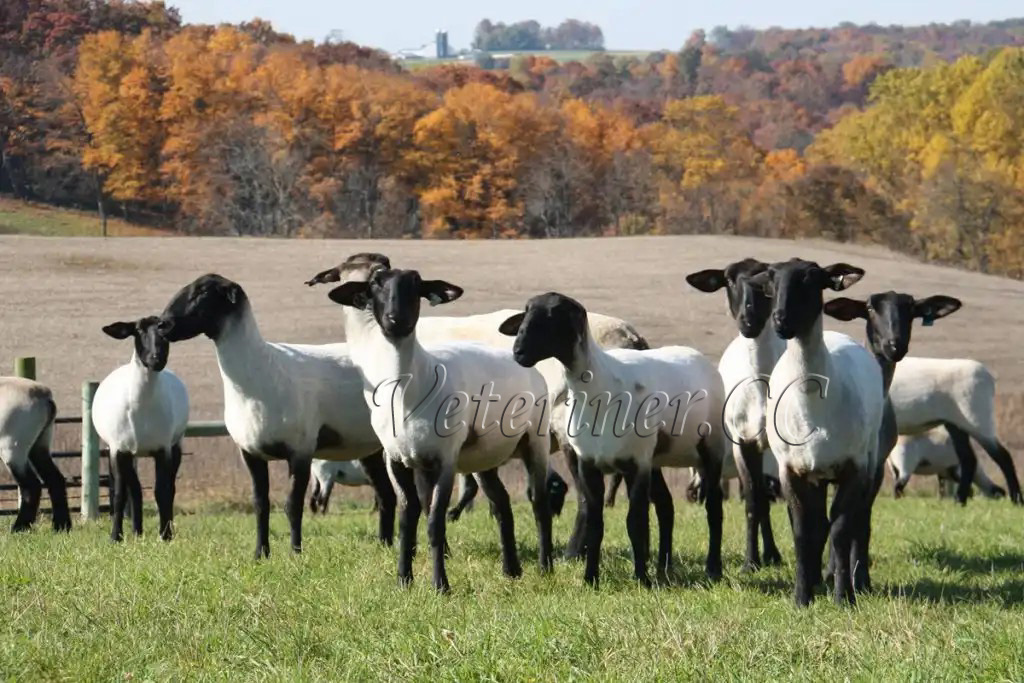 Suffolk Koyun ırkı ( www.veteriner.cc )