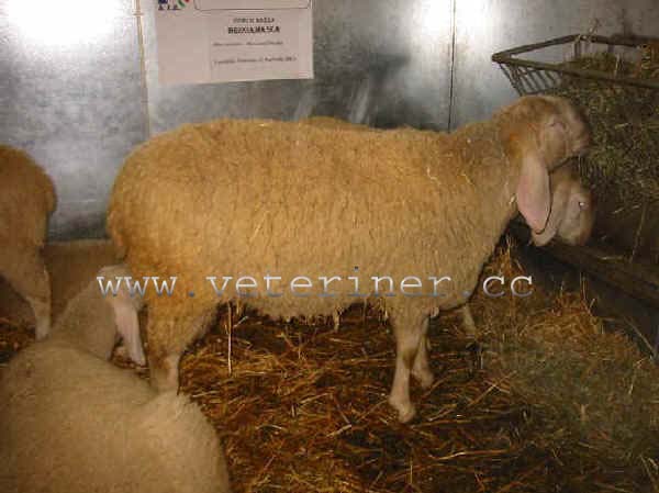 Bergamasca (sheep) Koyunu