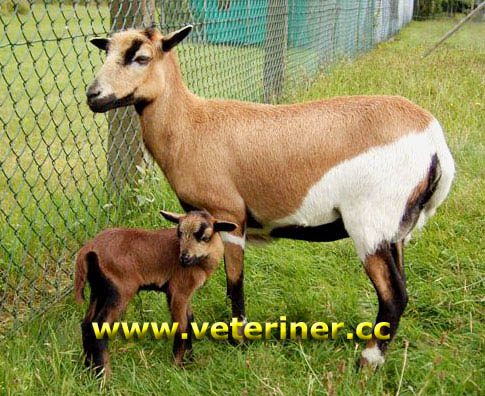 Kamerun Koyun ırkı ( www.veteriner.cc )