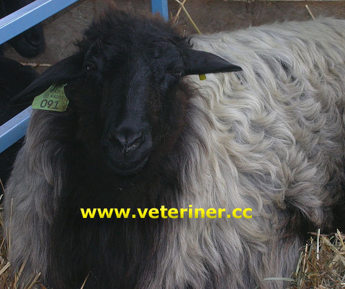 Karagül (Karakul) Koyun ırkı ( www.veteriner.cc )