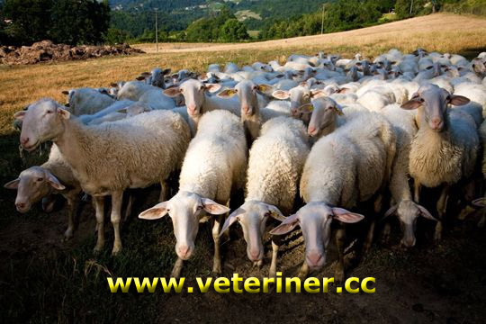 Langhe Koyun ırkı ( www.veteriner.cc )