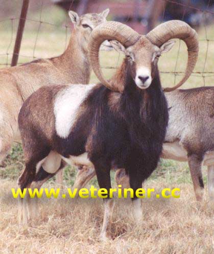 Mouflon Koyun ırkı ( www.veteriner.cc )