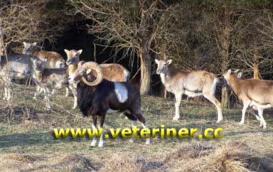Mouflon Koyun ırkı ( www.veteriner.cc )