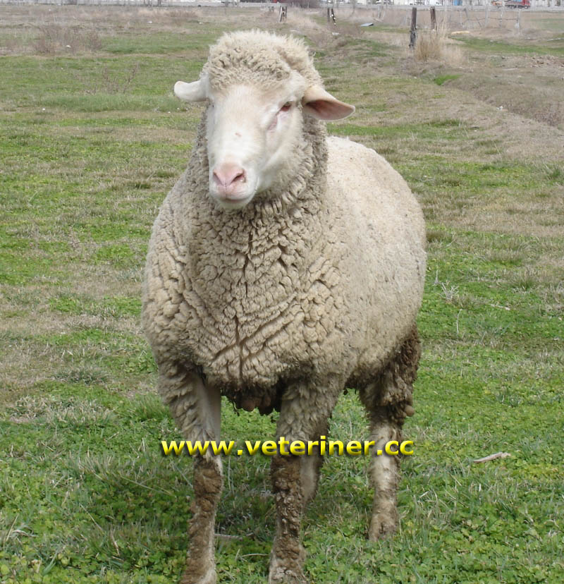 Orta Anadolu Merinos Koyun ırkı ( www.veteriner.cc )