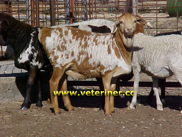 Persian Koyun ırkı ( www.veteriner.cc )