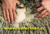 Polwarth Koyun ırkı ( www.veteriner.cc )