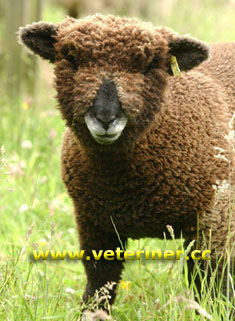 Ryeland Koyun ırkı ( www.veteriner.cc )