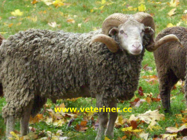 Santa cruz Koyun ırkı ( www.veteriner.cc )