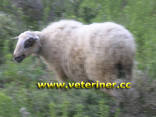 Skopelos Koyun ırkı ( www.veteriner.cc )