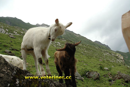 Appenzel Keçi ırkı ( www.veteriner.cc )