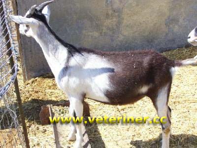 Alpin Keçi ırkı ( www.veteriner.cc)