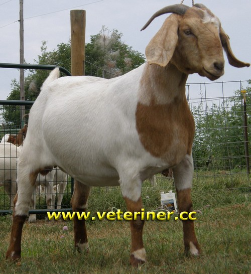 Boer Keçi ırkı ( www.veteriner.cc )