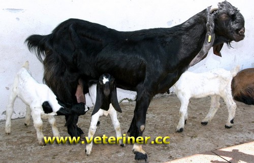 Jamnapari Keçisi ( www.veteriner.cc )