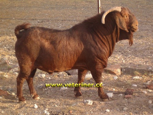 Kalahari Keçi ırkı ( www.veteriner.cc )